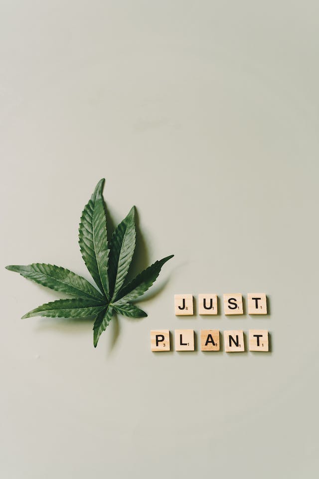 CBD pour la Gestion de la Douleur : Une Alternative Naturelle